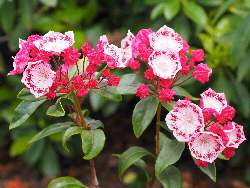 P5281291 A