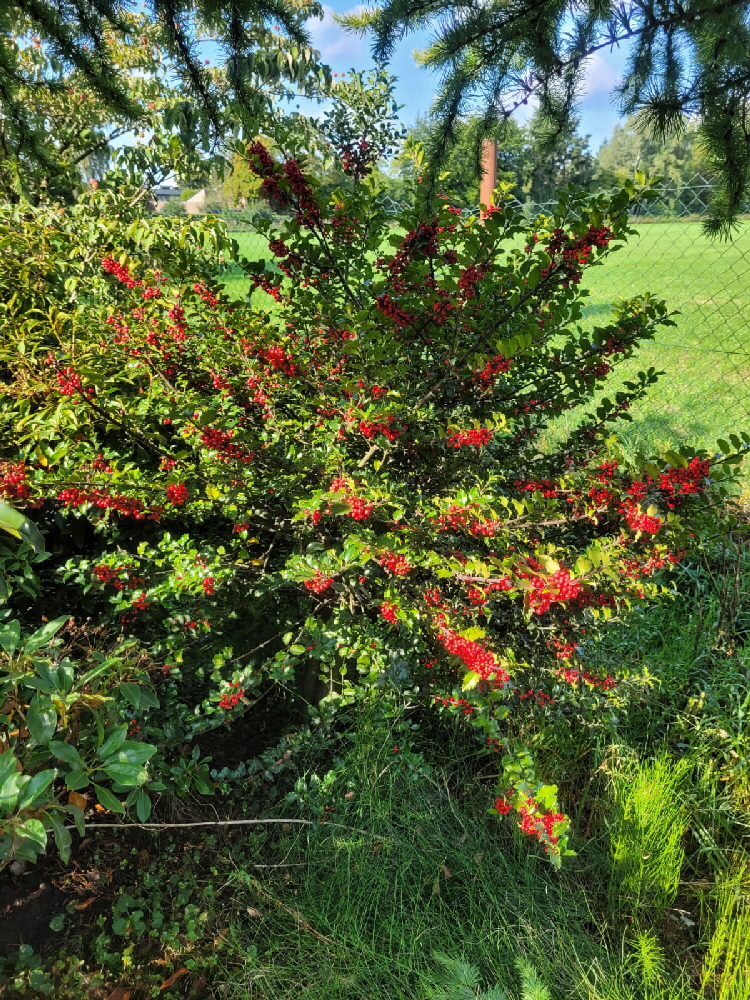 WhatsApp Bild 2025-09-04 um 14.01.56_3d10325a