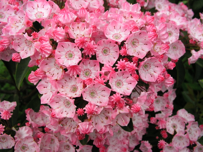 P5262052