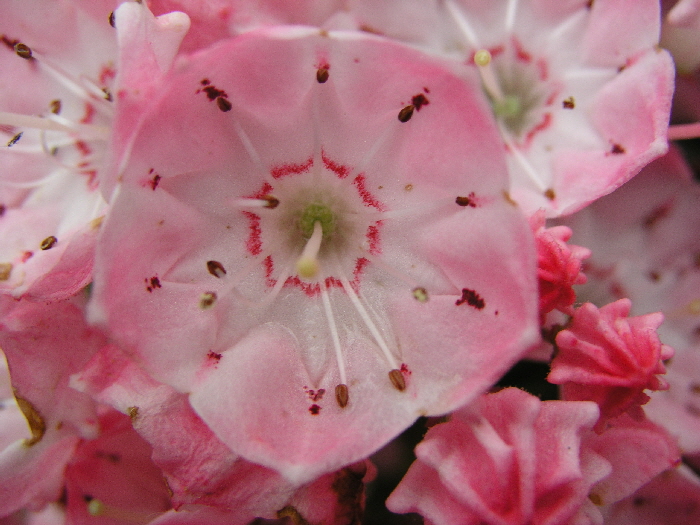 P5262053