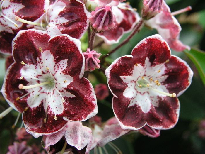 P5251917