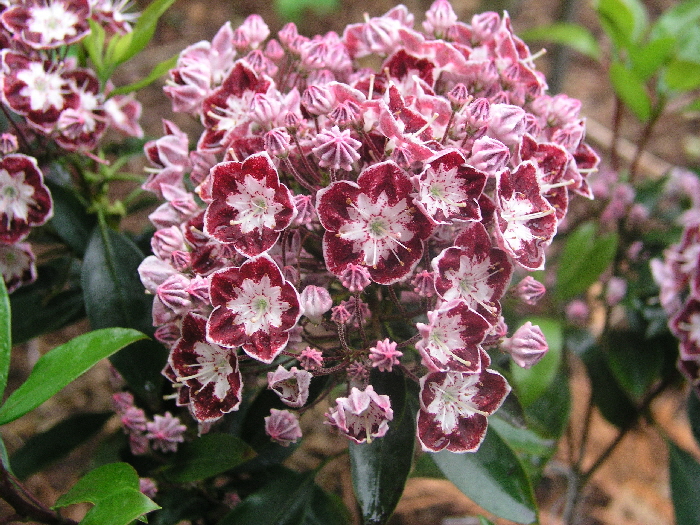 P5292142