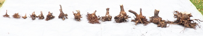 P7100002 A