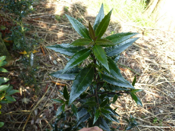 P1060109