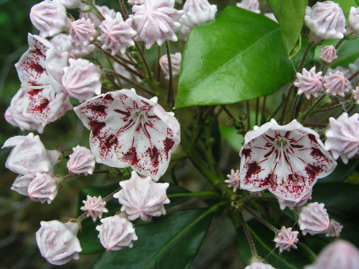 2009-05-27-12-19-13---P5273140