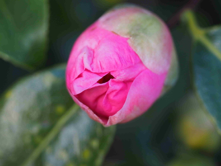 P1272155